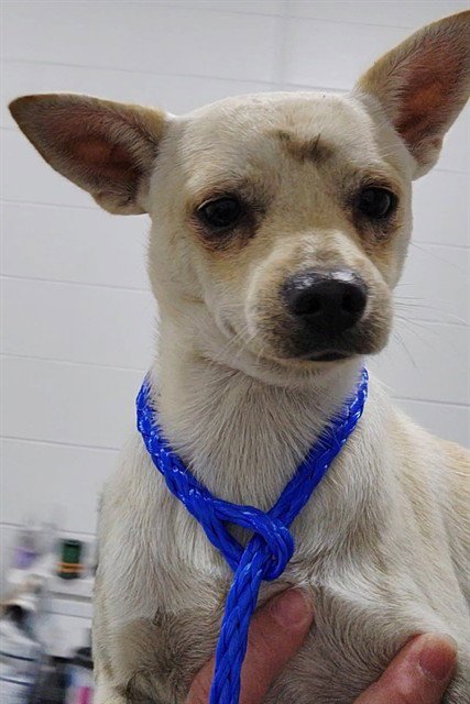 A080830 - Chihuahua available for adoption