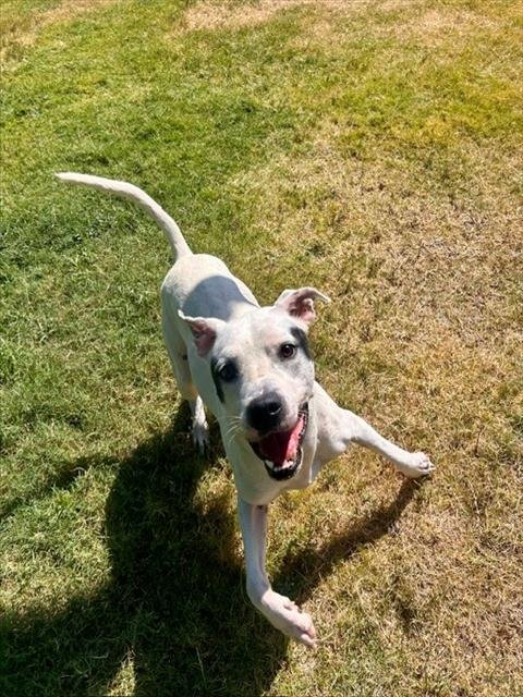 OZZY - Pit Bull Terrier available for adoption