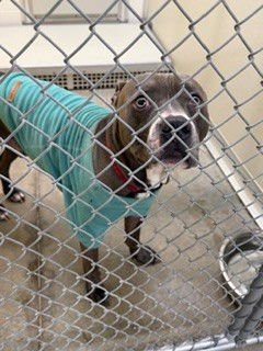 TYRONE - Pit Bull Terrier available for adoption