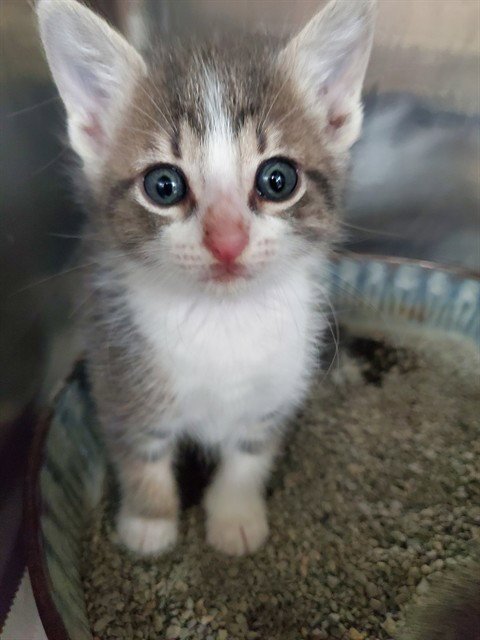A079033 - Domestic Short Hair available for adoption