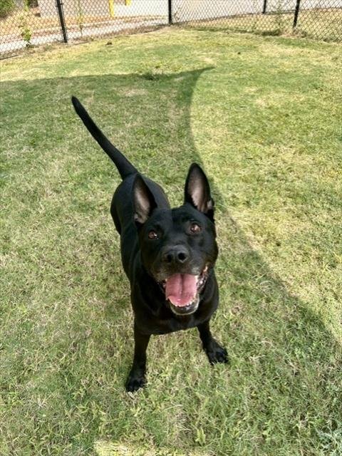 HICKORY - German Shepherd Dog available for adoption