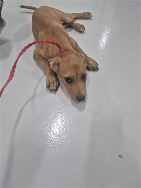 RELISH - Rhodesian Ridgeback available for adoption