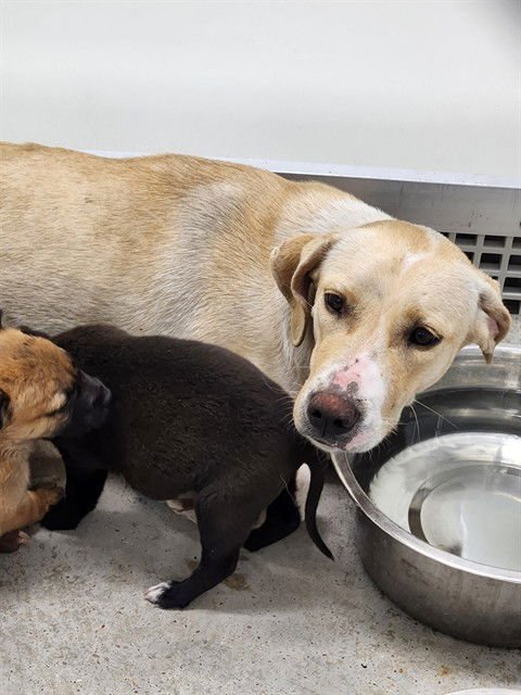 HONEY - Labrador Retriever available for adoption
