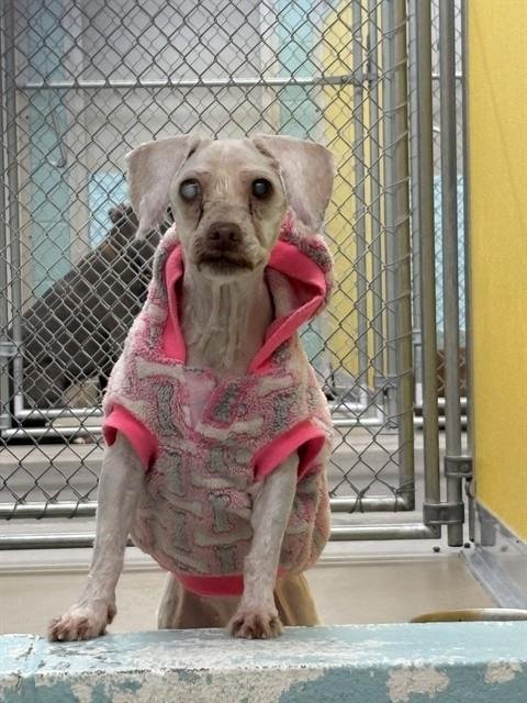 ANGEL - Poodle (Miniature) available for adoption
