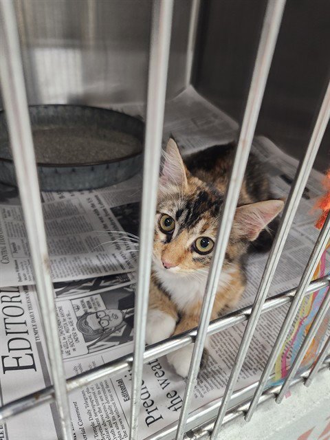 A080384 - Domestic Short Hair available for adoption