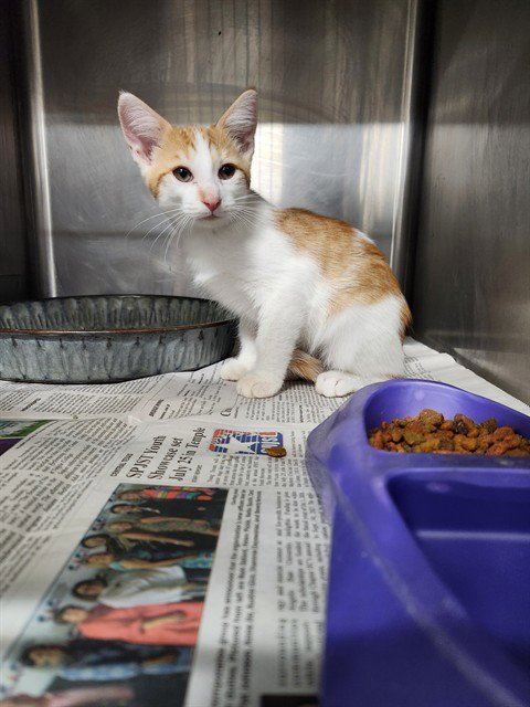 A080547 - Domestic Short Hair available for adoption