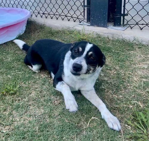 BINDI - Australian Cattle Dog/Blue Heeler available for adoption