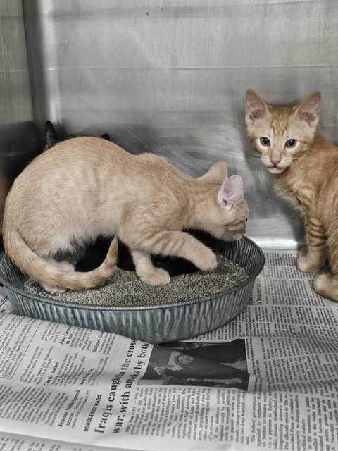 A081240 - Domestic Short Hair available for adoption
