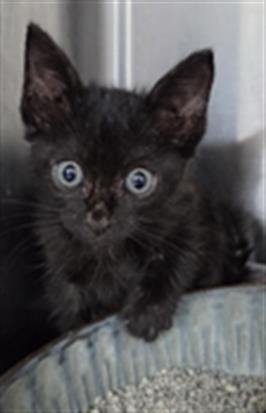 A081081 - Domestic Short Hair available for adoption