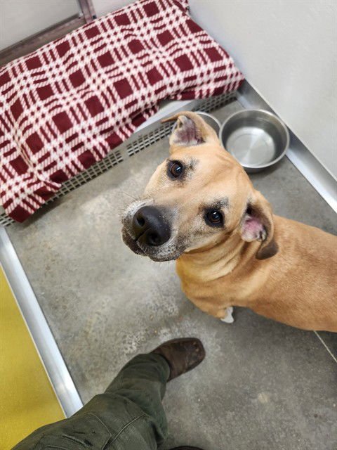 ZOE - Labrador Retriever available for adoption