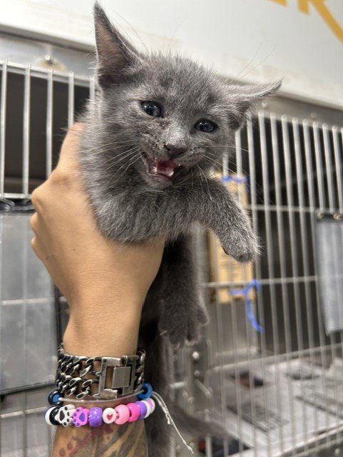 A080322 - Domestic Short Hair available for adoption
