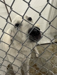 CASPER - Photo 1