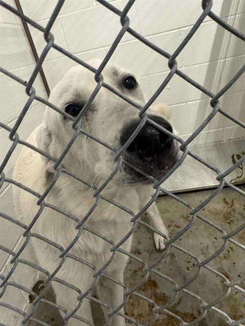 CASPER - Great Pyrenees available for adoption