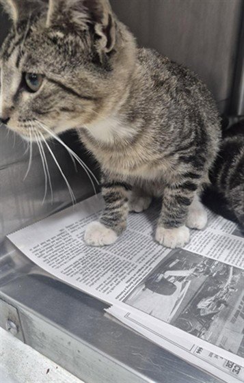 A081222 - Domestic Short Hair available for adoption