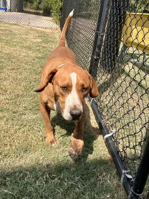 RUSTY - American Foxhound available for adoption