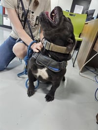 DOZER - Photo 1