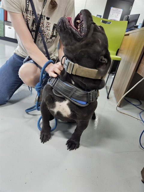 DOZER - American Bulldog available for adoption