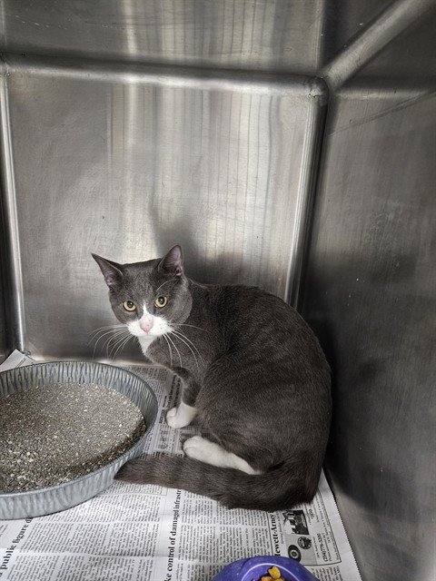 A080952 - Domestic Short Hair available for adoption