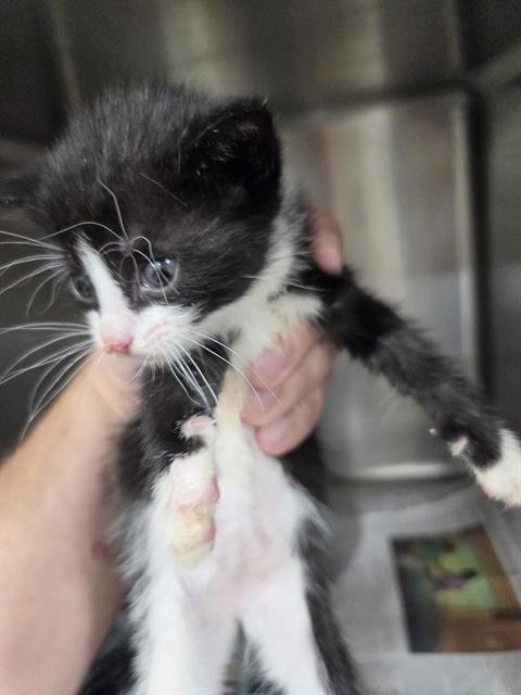 A081310 - Domestic Short Hair available for adoption
