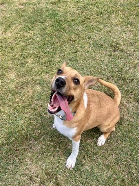 ANGEL - Labrador Retriever available for adoption