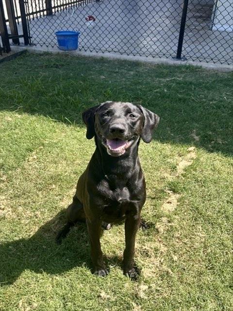 ZACH - Labrador Retriever available for adoption