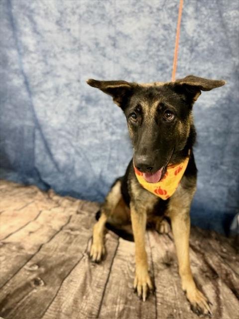 LOLA - German Shepherd Dog available for adoption
