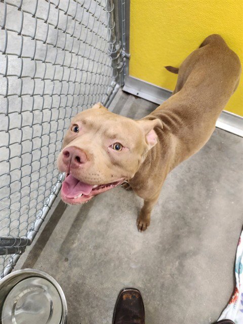 STAN - Pit Bull Terrier available for adoption