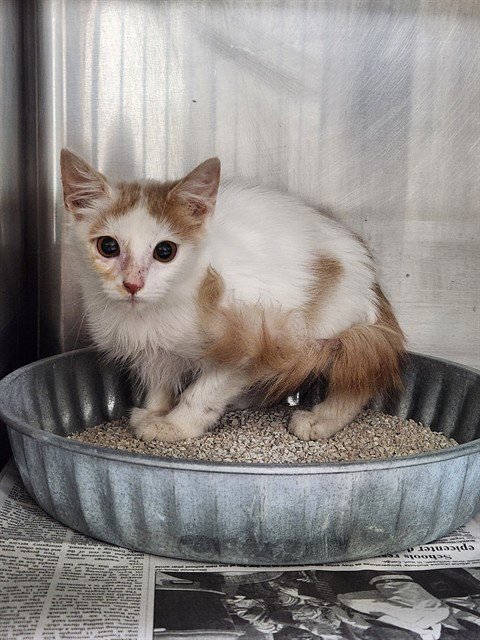 A080963 - Domestic Medium Hair available for adoption