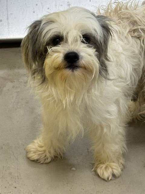 ROCKY - Shih Tzu available for adoption