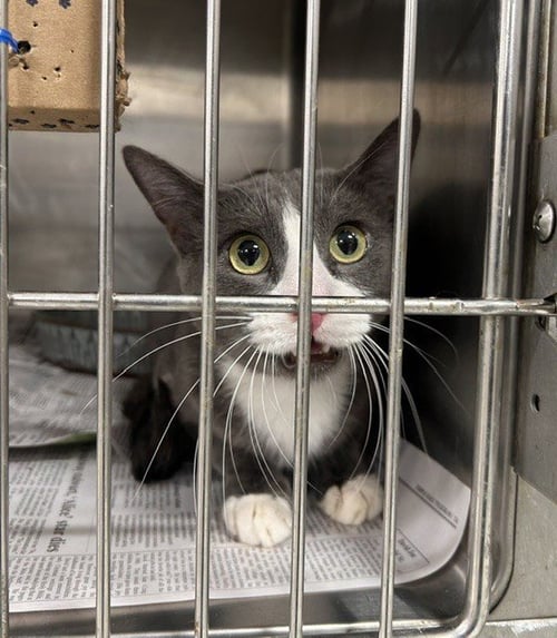 A080298 - Domestic Short Hair available for adoption