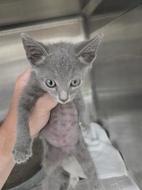 A081339 - Domestic Short Hair available for adoption