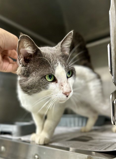 TONY - Domestic Short Hair for adoption in Killeen