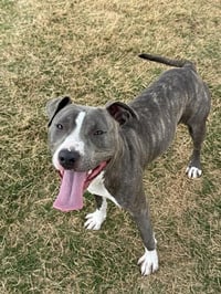 BELLA - Photo 1