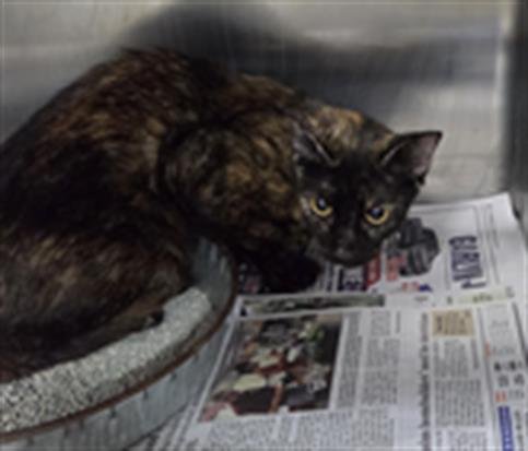 A080344 - Domestic Short Hair available for adoption