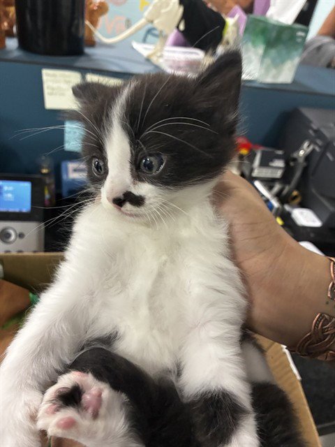 A081369 - Domestic Short Hair available for adoption