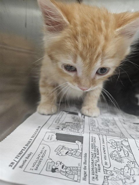 A080944 - Domestic Medium Hair available for adoption