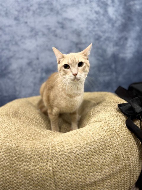 ABUABU - Domestic Short Hair available for adoption
