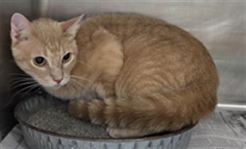 ABUABU - Domestic Short Hair available for adoption