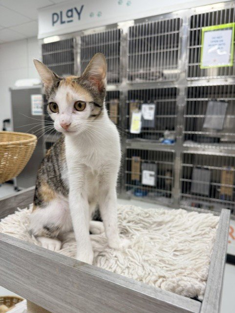 BABY - Domestic Short Hair available for adoption