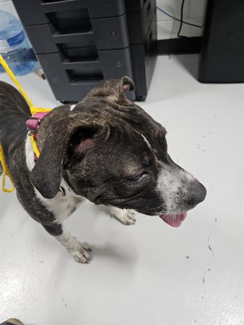 MIRACLE - Pit Bull Terrier available for adoption