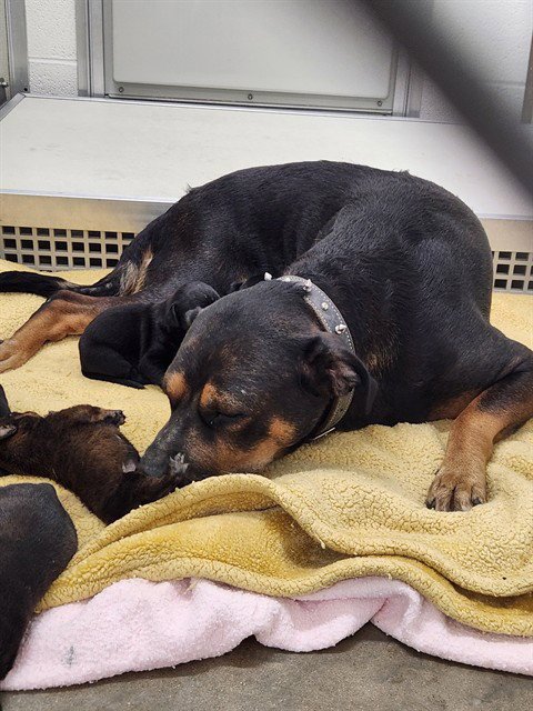 JOLENE - Pit Bull Terrier available for adoption