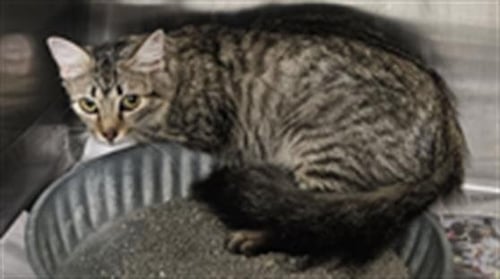 A079120 - Domestic Short Hair available for adoption