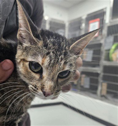 SALEM - Domestic Short Hair for adoption in Killeen