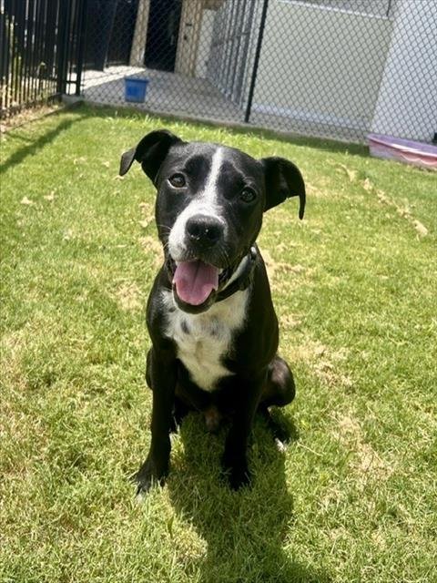 ABE - Pit Bull Terrier available for adoption