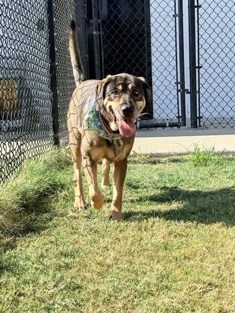 GRETA - German Shepherd Dog available for adoption