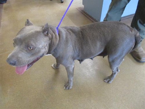 ALTHENA - Pit Bull Terrier available for adoption