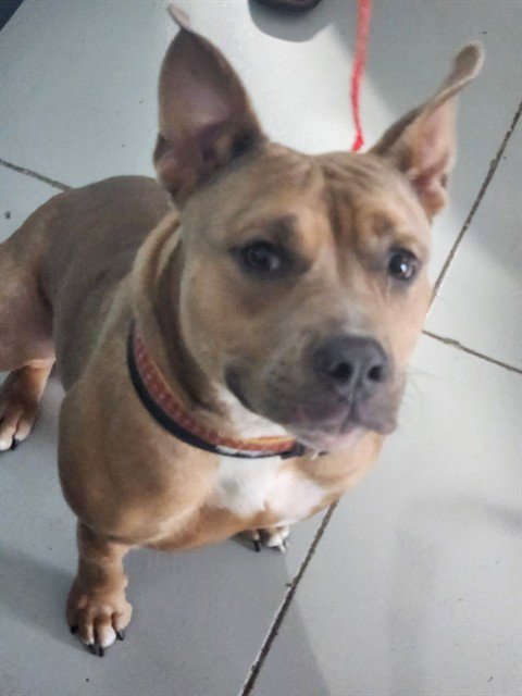 PENNY - Pit Bull Terrier available for adoption