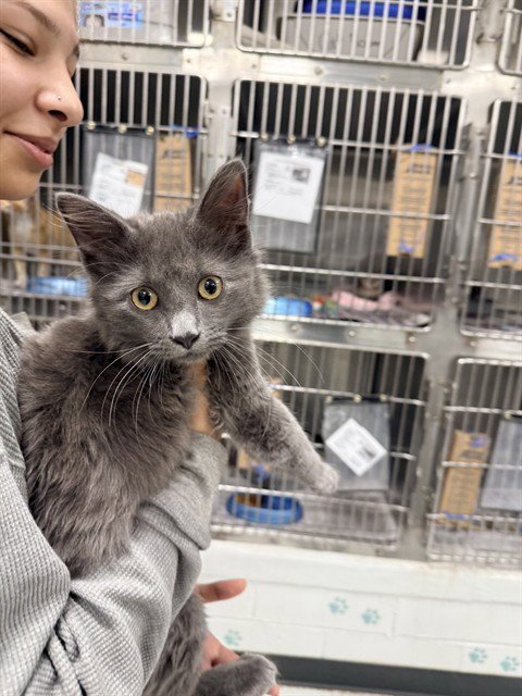 BLUE - Domestic Short Hair available for adoption