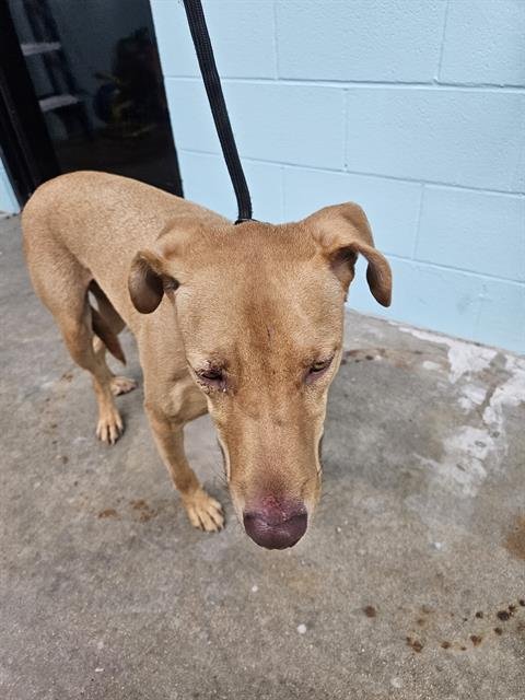 KING - Weimaraner available for adoption