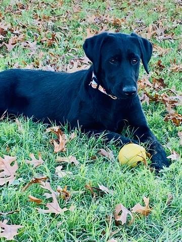 CALLIE - Labrador Retriever available for adoption